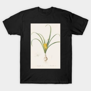 Amaryllis Lutea by Pierre-Joseph Redoute T-Shirt